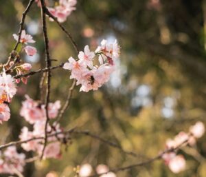 Fleur cerisier : signification, culture, où la voir France