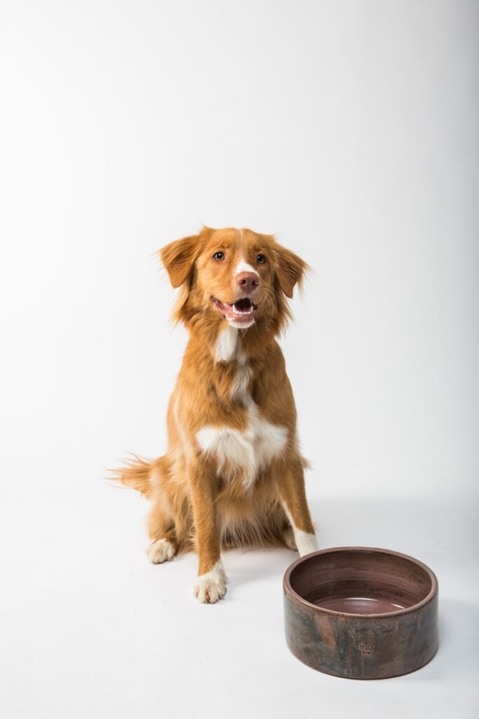 Votre maison, votre havre de paix 12 Gourde pour chien : test, avis et guide d’achat