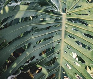 Monstera : guide d’entretien pas-à-pas une plante resplendissante