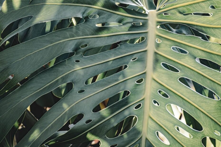 Monstera : guide d'entretien pas-à-pas une plante resplendissante
