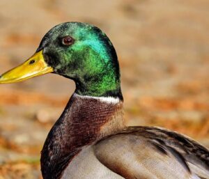 Automatisation la facturation PME : le guide